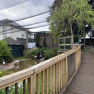May 16th 2022 - interior boardwalk within Greater Flamingo walkthrough aviary at Bristol Zoo, viewing west