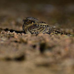 Pauraque (Nyctidromus albicollis)