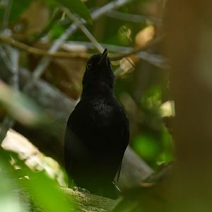 Fringe-backed Fire-eye (Pyriglena atra)