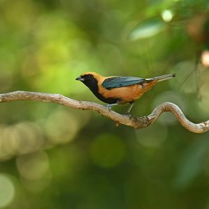 Burnished-buff Tanager (Stilpnia cayana)