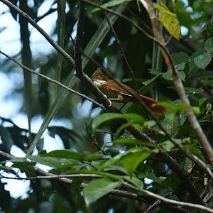 Pernambuco Foliage-gleaner (Automolus lammi)