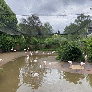 May 16th 2022 - interior of Greater Flamingo walkthrough aviary at Bristol Zoo