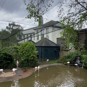 May 16th 2022 - interior of Greater Flamingo walkthrough aviary at Bristol Zoo