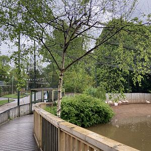May 16th 2022 - interior boardwalk within Greater Flamingo walkthrough aviary at Bristol Zoo, viewing east