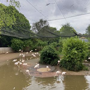 May 16th 2022 - interior of Greater Flamingo walkthrough aviary at Bristol Zoo