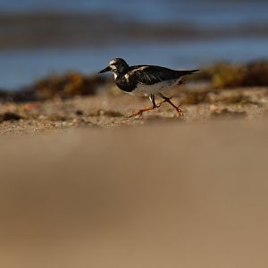 Ruddy Turnstone (Arenaria interpres)