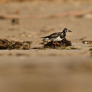 Ruddy Turnstone (Arenaria interpres)