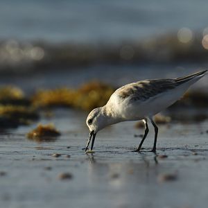 Sanderling (Calidris alba)