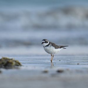 Semipalmated Plover (Charadrius semipalmatus)