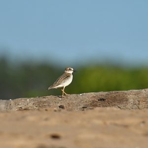 Wilson's Plover Charadrius wilsonia