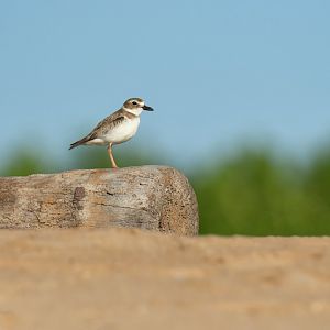 Wilson's Plover Charadrius wilsonia