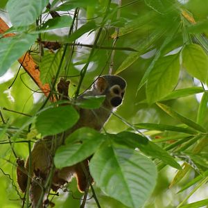 Squirrel monkey (Saimiri sciureus)