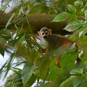 Squirrel monkey (Saimiri sciureus)