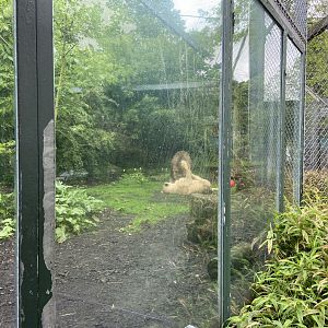 Bristol Zoo lion enclosure