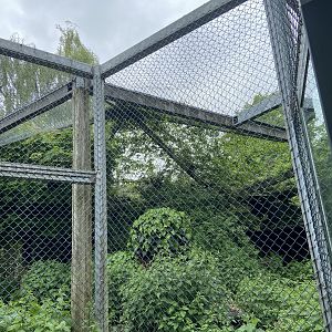 Bristol Zoo lion enclosure