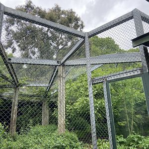 Bristol Zoo lion enclosure