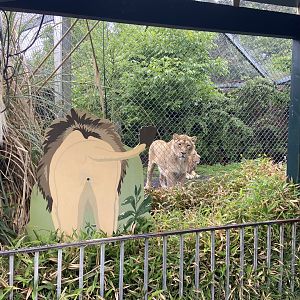 Bristol Zoo lion enclosure