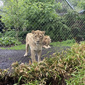 Bristol Zoo lion enclosure
