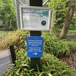 Bristol Zoo lion enclosure