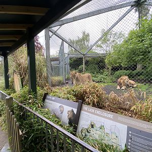 Bristol Zoo lion enclosure