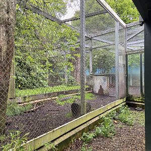 Bristol Zoo lion enclosure