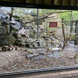 Bristol Zoo kea aviary
