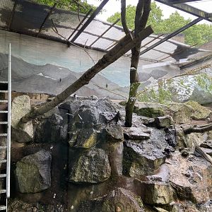 Bristol Zoo kea aviary