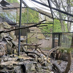 Bristol Zoo kea aviary