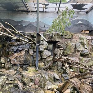 Bristol Zoo kea aviary