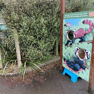 Bristol Zoo red panda