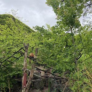 Bristol Zoo red panda