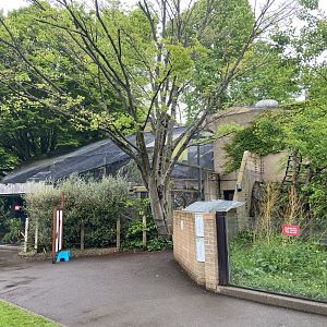 Bristol Zoo red panda