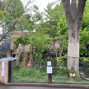 Bristol Zoo red panda