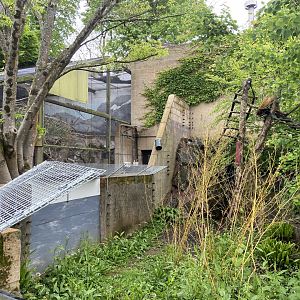 Bristol Zoo red panda
