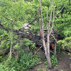 Bristol Zoo red panda