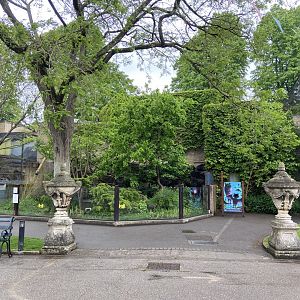 Bristol Zoo red panda