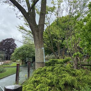 Bristol Zoo red panda