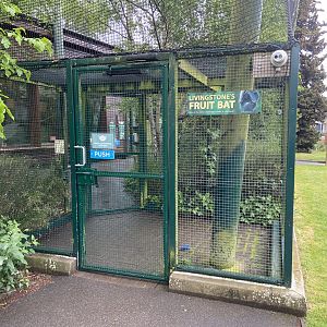 Bristol Zoo fruit bats