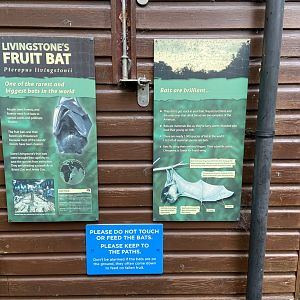 Bristol Zoo fruit bats