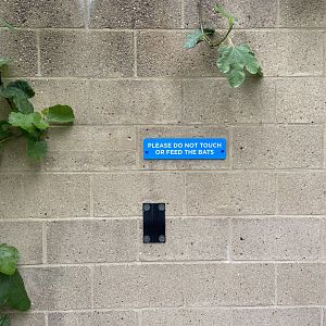Bristol Zoo fruit bats