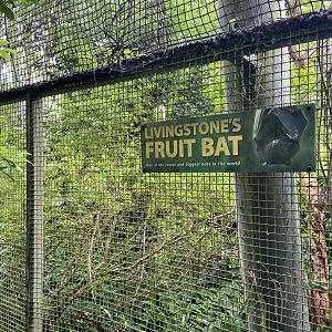 Bristol Zoo fruit bats