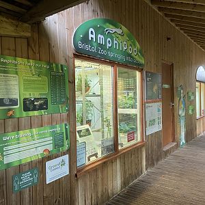Bristol Zoo amphibians