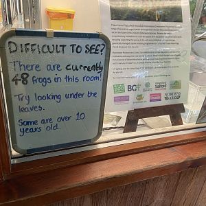 Bristol Zoo amphibians