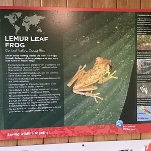 Bristol Zoo amphibians