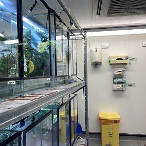 Bristol Zoo amphibians