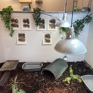 Bristol Zoo amphibians