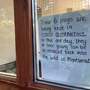 Bristol Zoo amphibians