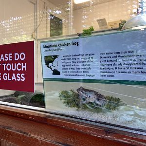 Bristol Zoo amphibians