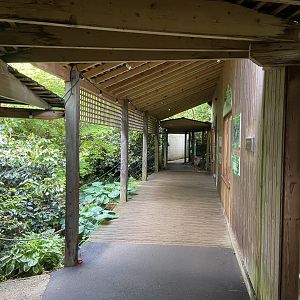 Bristol Zoo amphibians