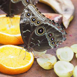 Common blue Morpho (Morpho peleides) feeding on fruit, 2022-03-16